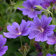 Geranium magnificum 'Rosemoor' GM P9