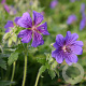 Geranium magnificum 'Rosemoor' GM P9