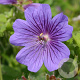 Geranium magnificum 'Rosemoor' GM P9