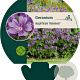 Geranium magnificum 'Rosemoor' GM P9