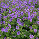 Geranium magnificum 'Rosemoor' GM P9