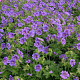 Geranium magnificum 'Rosemoor' GM P9