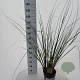 Cortaderia selloana 50-60 cm 6,5L