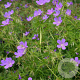 Geranium 'Nimbus' GM P9