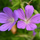 Geranium 'Nimbus' GM P9