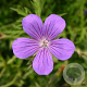 Geranium 'Nimbus' GM P9