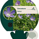 Geranium 'Nimbus' GM P9