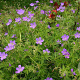 Geranium 'Nimbus' GM P9