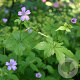 Geranium nodosum GM P9