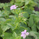 Geranium nodosum GM P9