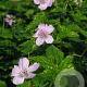 Geranium nodosum GM P9