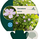 Geranium nodosum GM P9