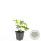 Geranium nodosum GM P9