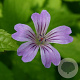 Geranium nodosum GM P9