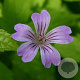 Geranium nodosum GM P9