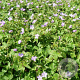 Geranium nodosum GM P9