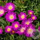 Delosperma lavesii GM P9