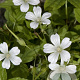 Geranium nodosum 'Silverwood' GM P9