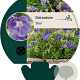 Geranium 'Orion' GM P9