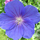 Geranium 'Orion' GM P9