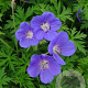 Geranium 'Orion' GM P9