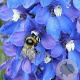 Delphinium (B) 'Piccolo' GM  P11