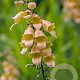 Digitalis 'Spice Island' GM P9