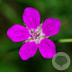 Geranium palustre GM P9