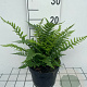 Dryopteris affinis GM 2,0L