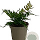 Dryopteris erythrosora GM 2,0L