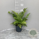 Dryopteris marginalis GM 2,0L