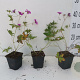 Geranium 'Patricia' GM P9