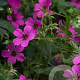 Geranium 'Patricia' GM P9