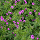 Geranium 'Patricia' GM P9
