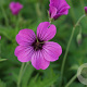 Geranium 'Patricia' GM P9