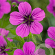 Geranium 'Patricia' GM P9