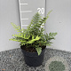 Dryopteris wallichiana GM 2,0L