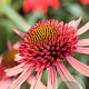 Echinacea 'Flamingo' GM P9