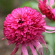 Echinacea 'Southern Belle' GM P9