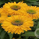 Echinacea Sunseekers Golden Sun GM P9