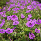 Geranium 'Pink Penny' GM P9