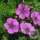 Geranium 'Pink Penny' GM P9