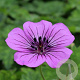 Geranium 'Pink Penny' GM P9