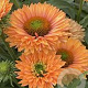 Echinacea Sunseekers Pumpkin Pie GM P9