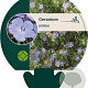 Geranium pratense GM P9
