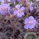 Geranium pr. 'Midnight Reiter' GM P9