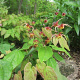 Epimedium omeiense 'Akame' GM P9
