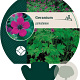 Geranium psilostemon GM P9