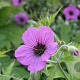 Geranium psilostemon GM P9