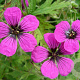 Geranium psilostemon GM P9